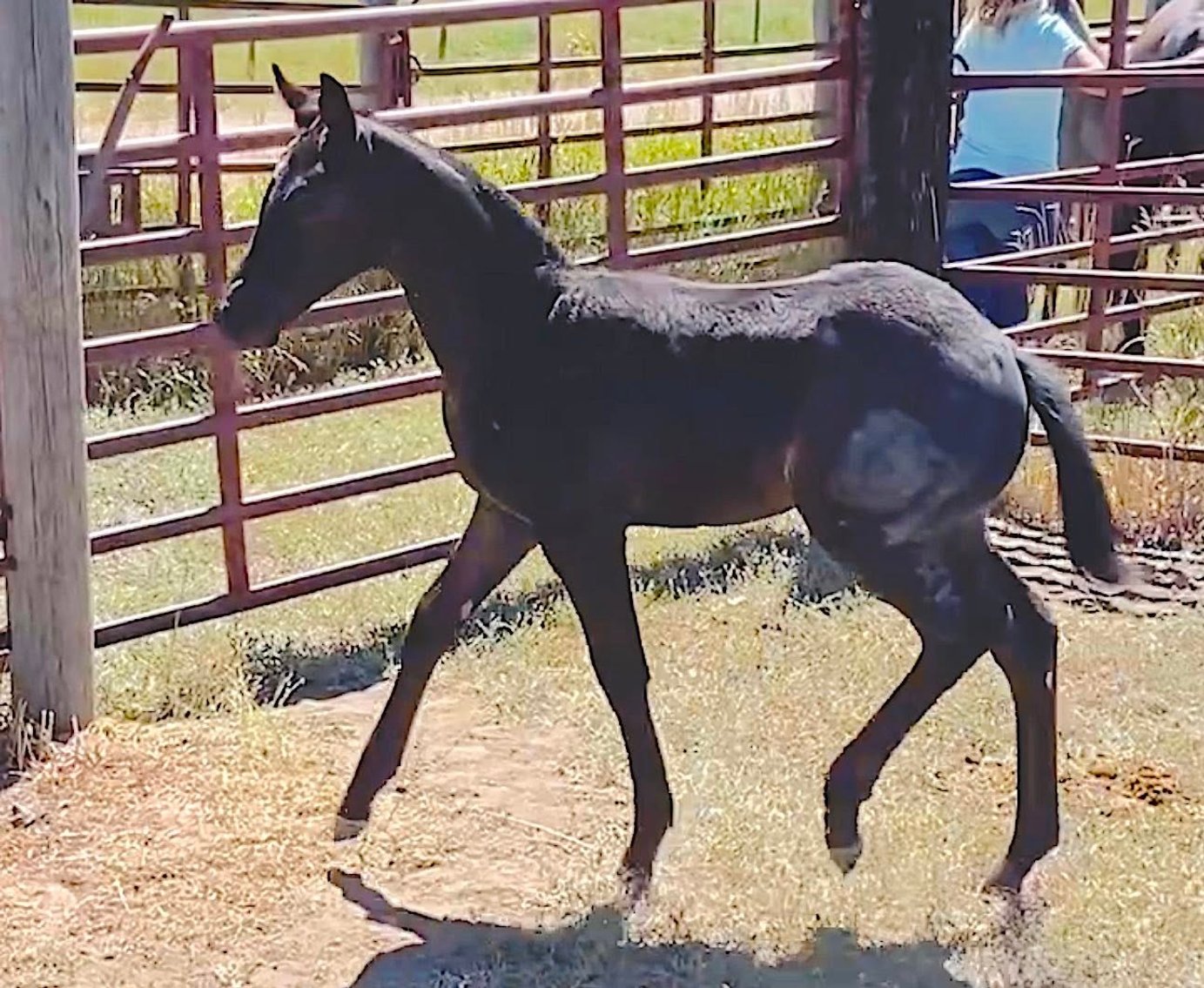 Image for Corbridge Quarter Horses Annual Production Sale - ONLINE ONLY!!!  Runs August 24th through August 31st!