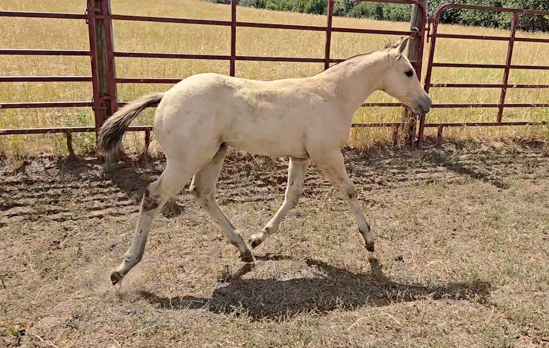 Image for Corbridge Quarter Horses Annual Production Sale - ONLINE ONLY!!!  Runs August 24th through August 31st!