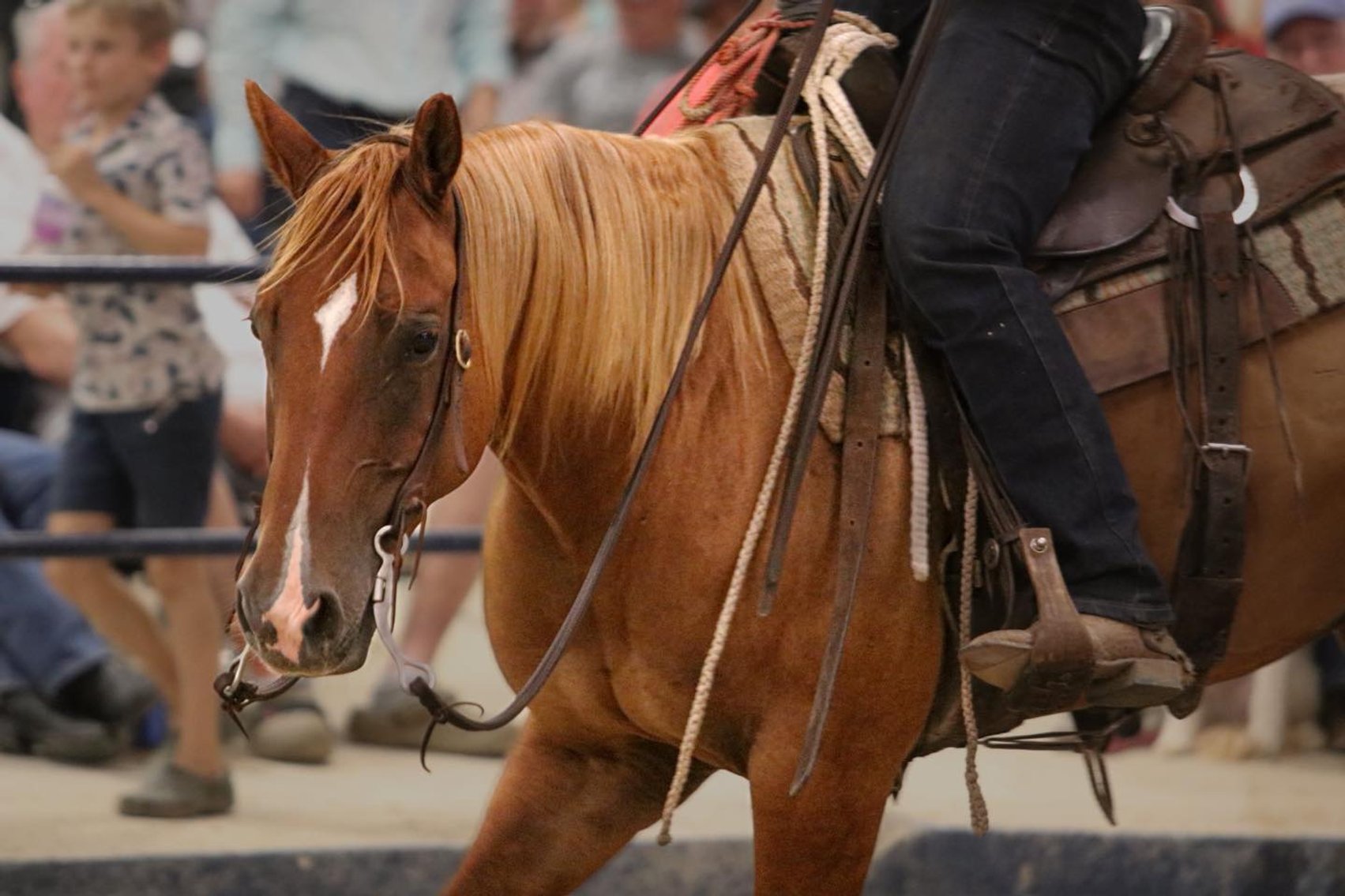 Image for Ocala Horse Sale - Saturday, November 8th - Ocala, Florida