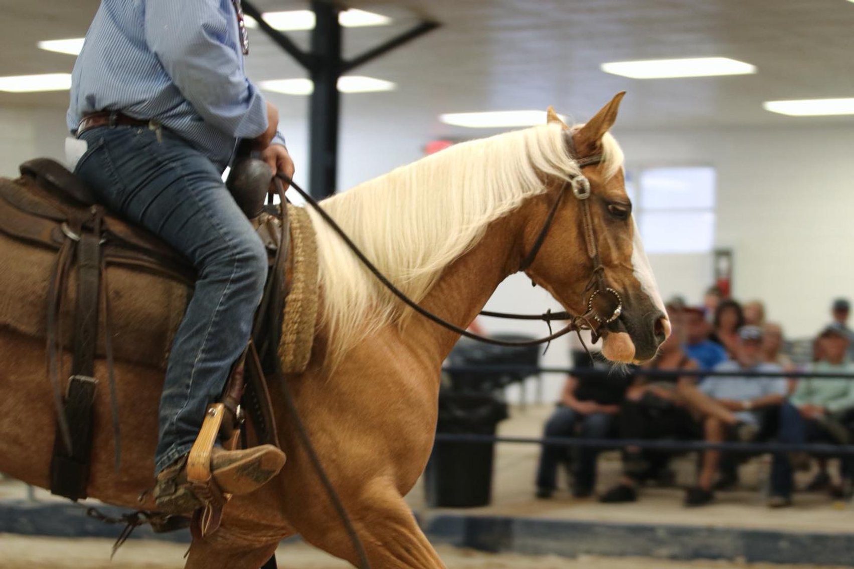 Image for Ocala Horse Sale - Saturday, November 8th - Ocala, Florida