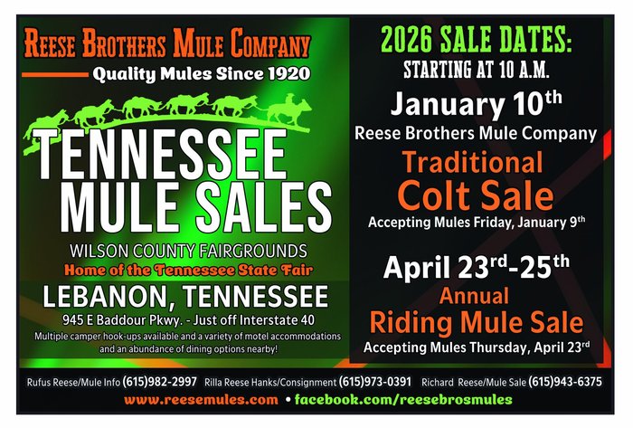 Image for Tennessee Mule Sales - Traditional Colt Sale - Reese Bros. Lebanon TN January 10th