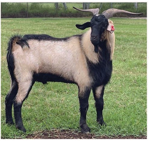 Image for 2024 Spanish Goat Gathering Auction