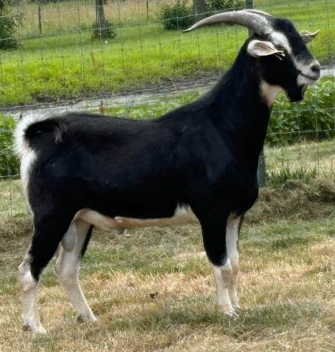 Image for 2024 Spanish Goat Gathering Auction