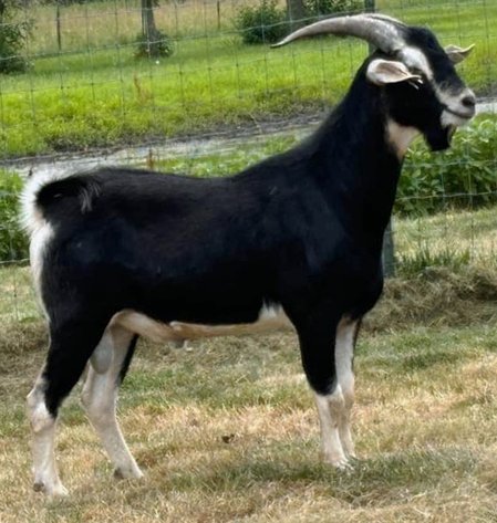 Image for 2024 Spanish Goat Gathering Auction