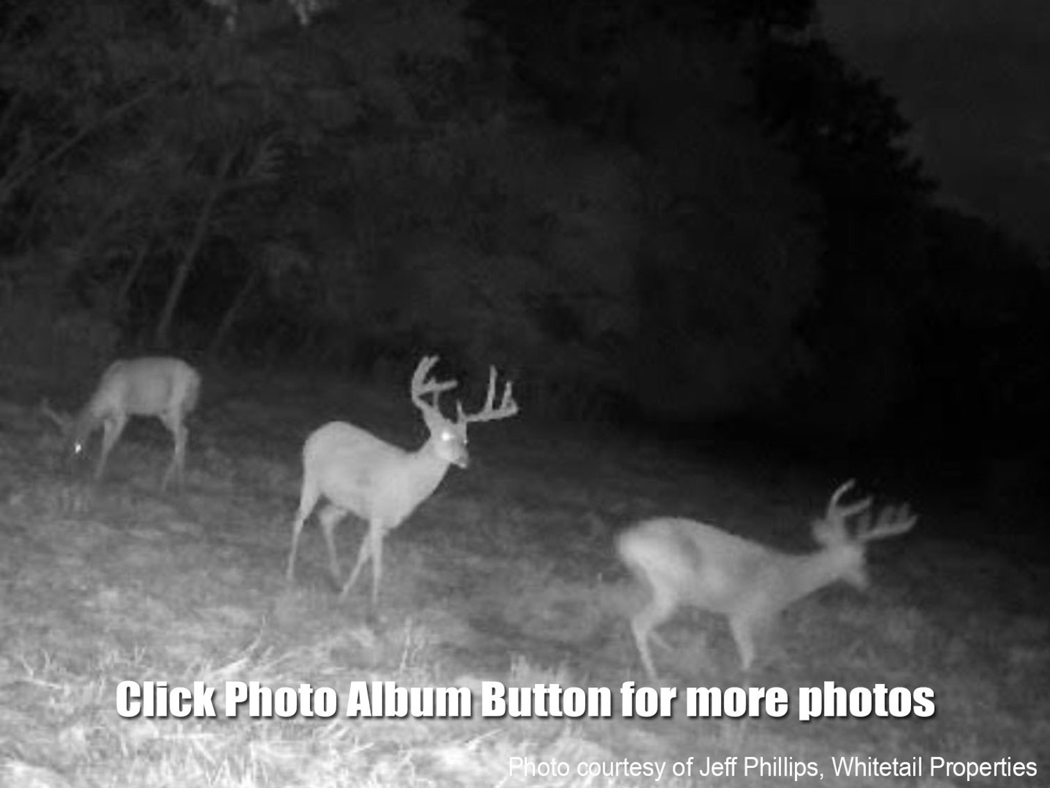 Image for 285 Wooded Acres near Christiansburg