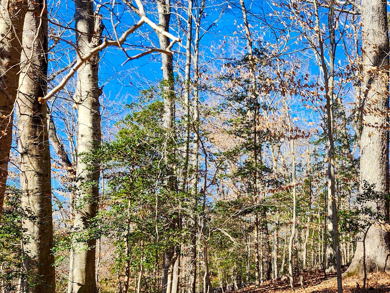 Image for 10 Acres Williamsburg