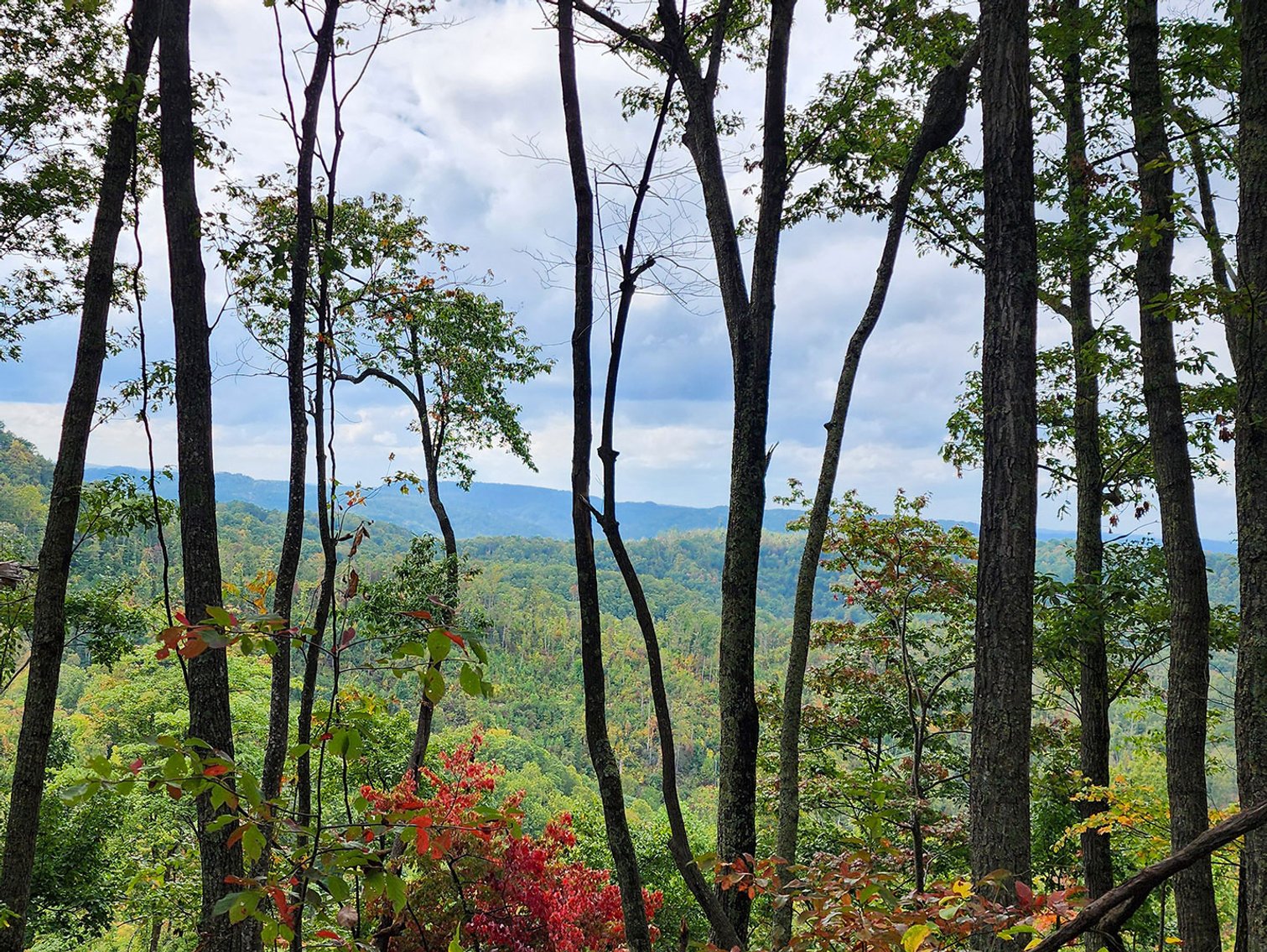 Image for 513 Acres in 4 Tracts