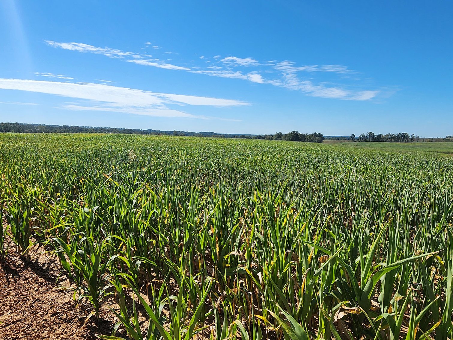 Image for 1202 Acre Farm in Scottsville VA