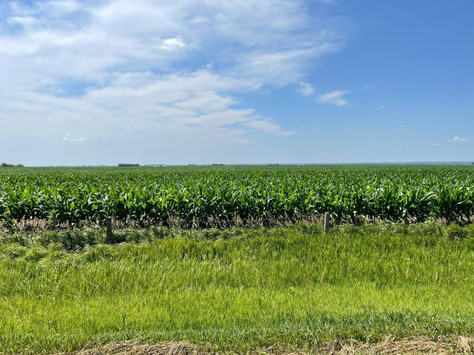 Image for Calhoun County Farmland Auction!