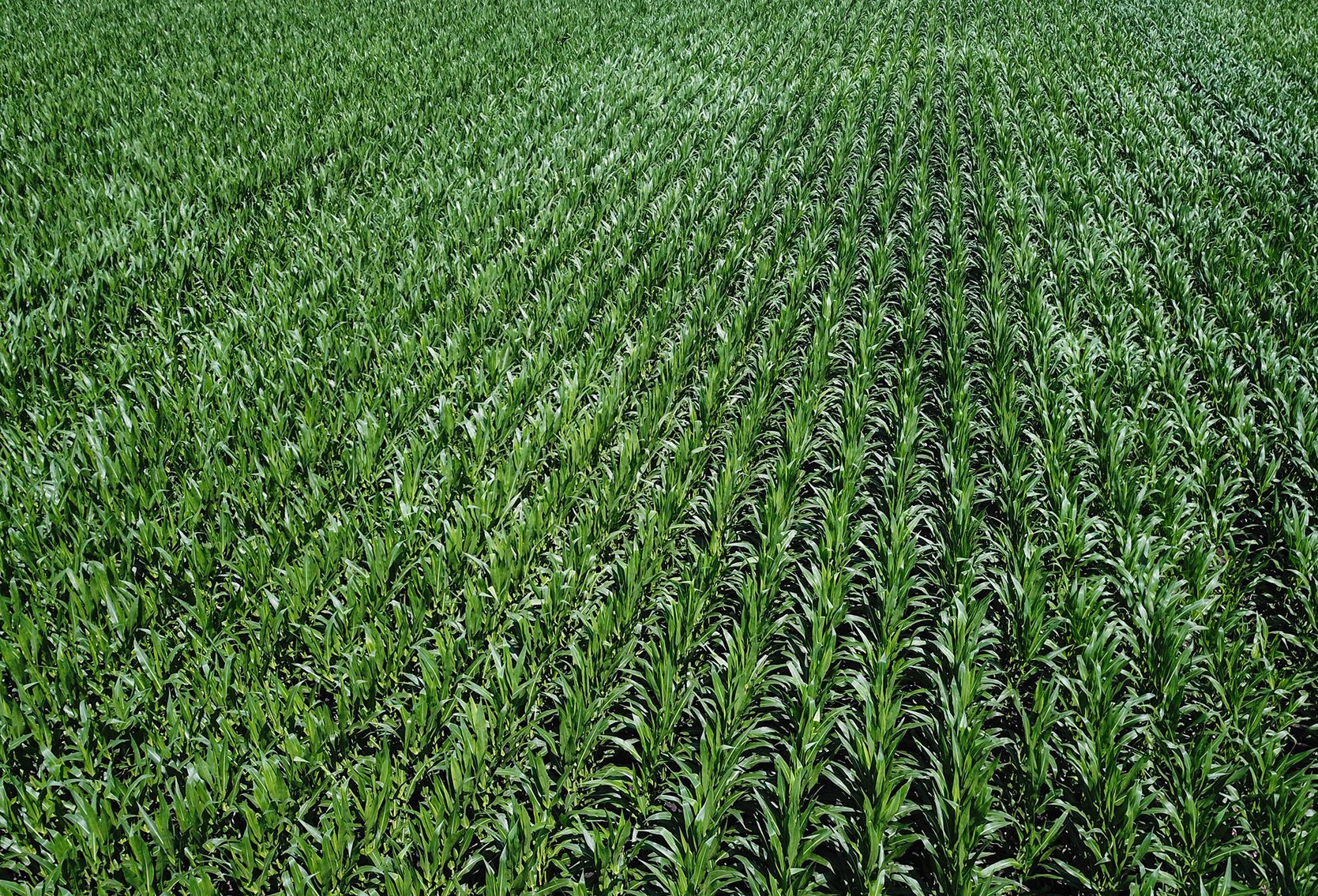 Image for Conrad & Theresa Wildhagen Estate Land Auction - Sarpy County, NE 78.83 Acres