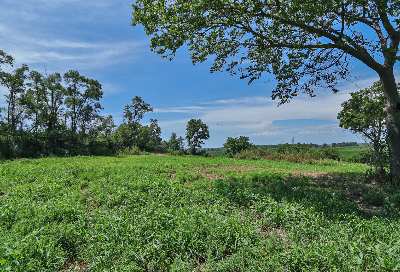 Image for Conrad & Theresa Wildhagen Estate Land Auction - Sarpy County, NE 78.83 Acres
