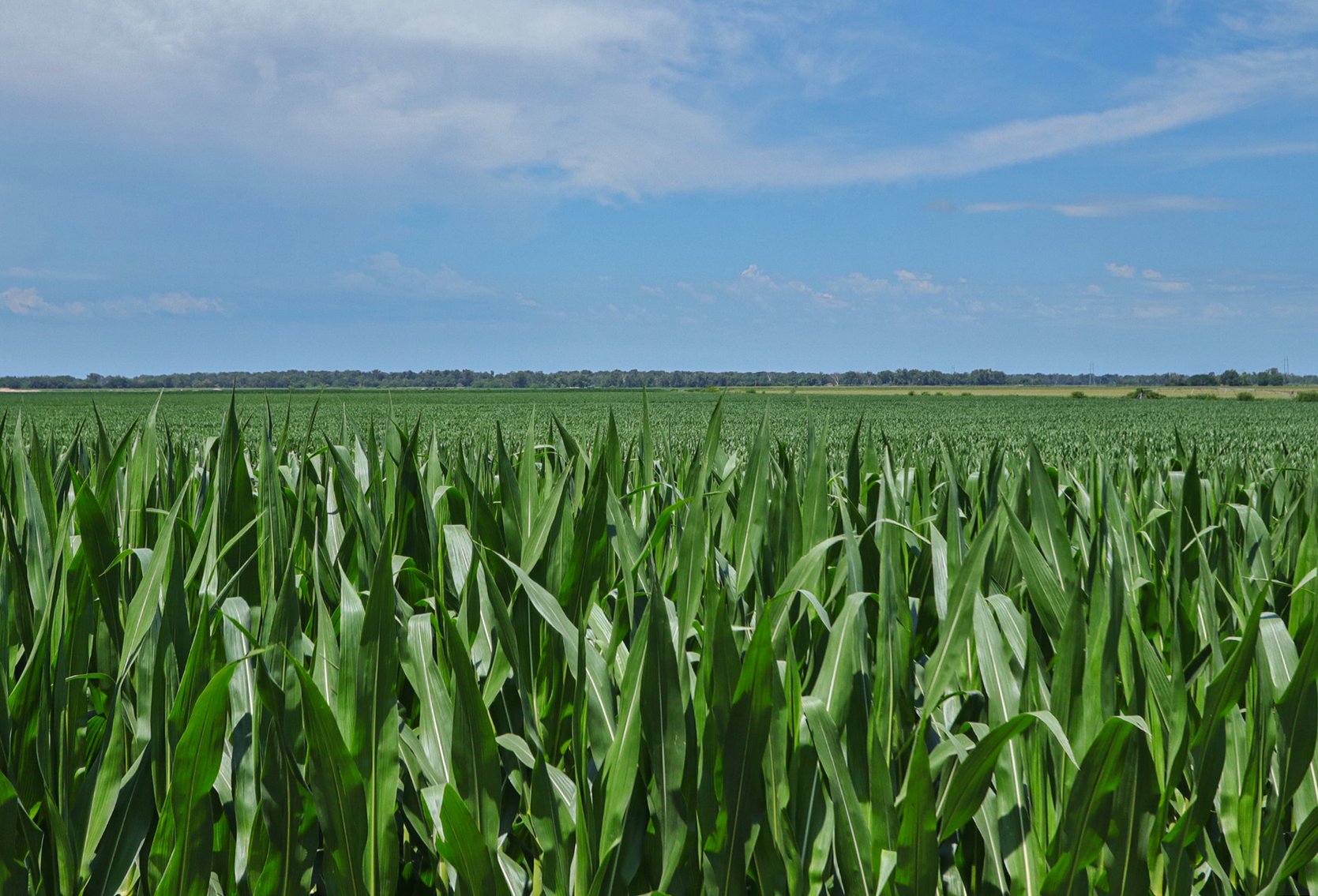 Image for Conrad & Theresa Wildhagen Estate Land Auction - Sarpy County, NE 78.83 Acres