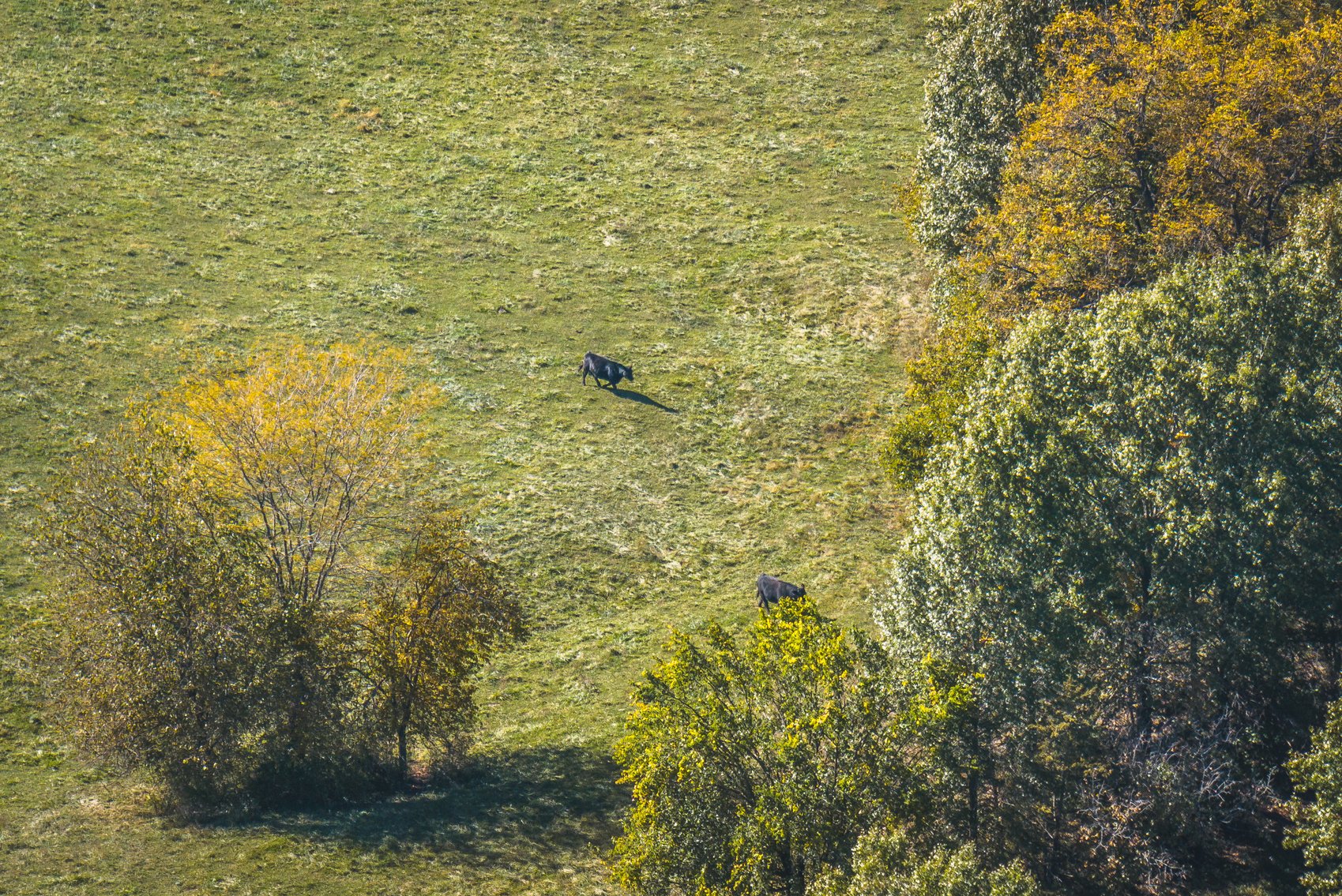 Image for Thompson River Farmland