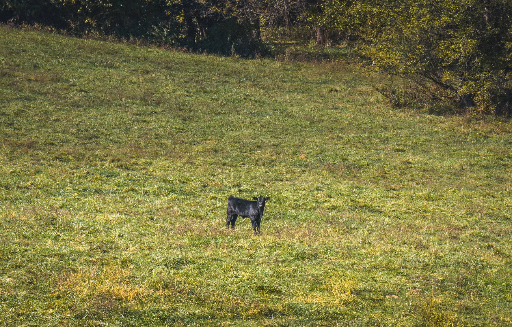 Image for Thompson River Farmland