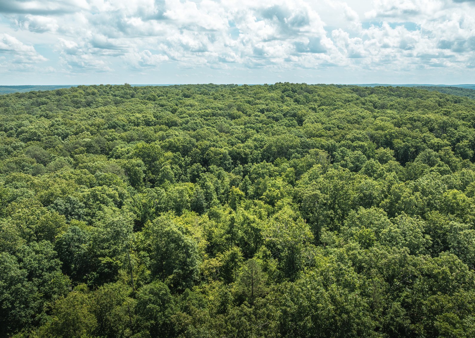 Image for Porcupine 7