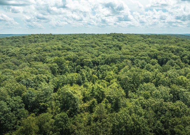 Image for Porcupine 7