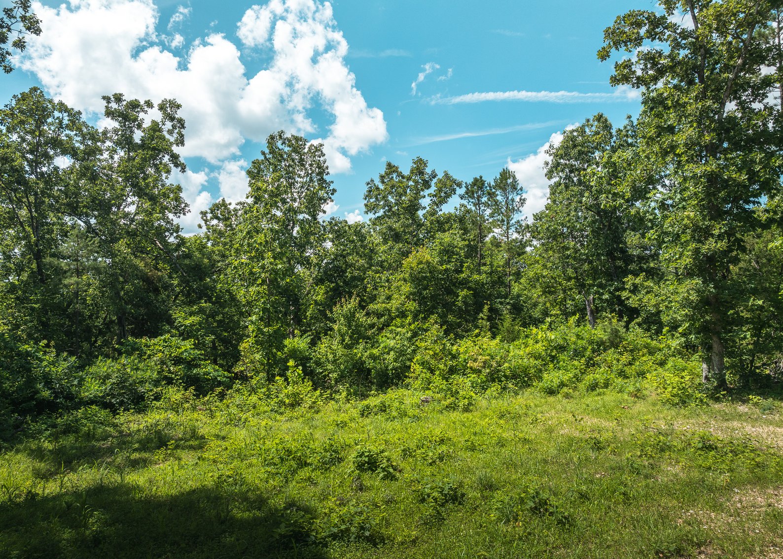 Image for Porcupine 7