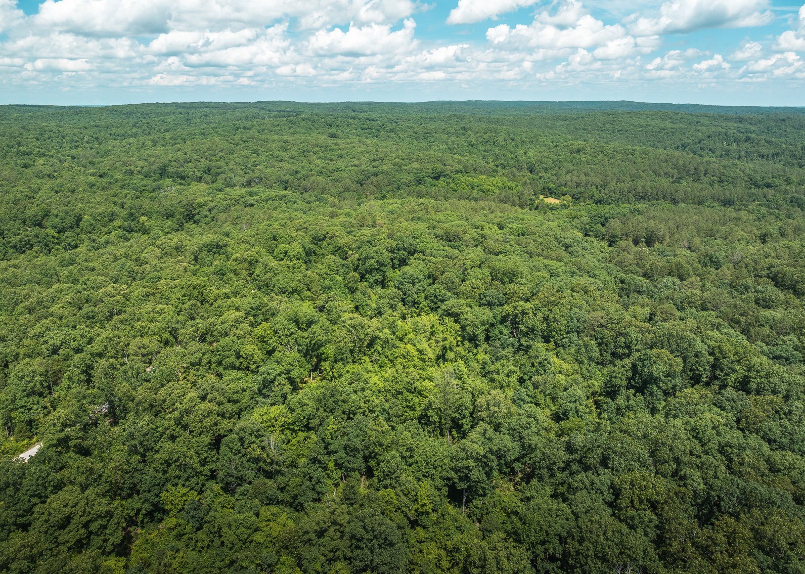 Image for Porcupine 7