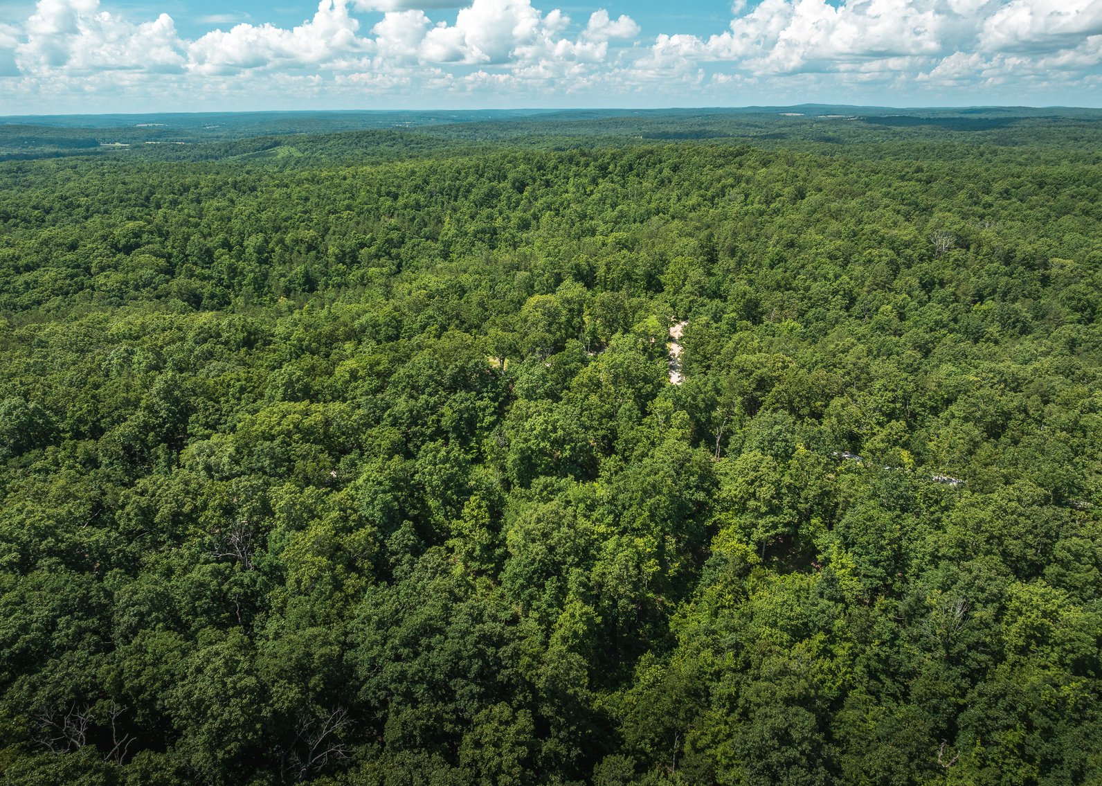 Image for Porcupine 7