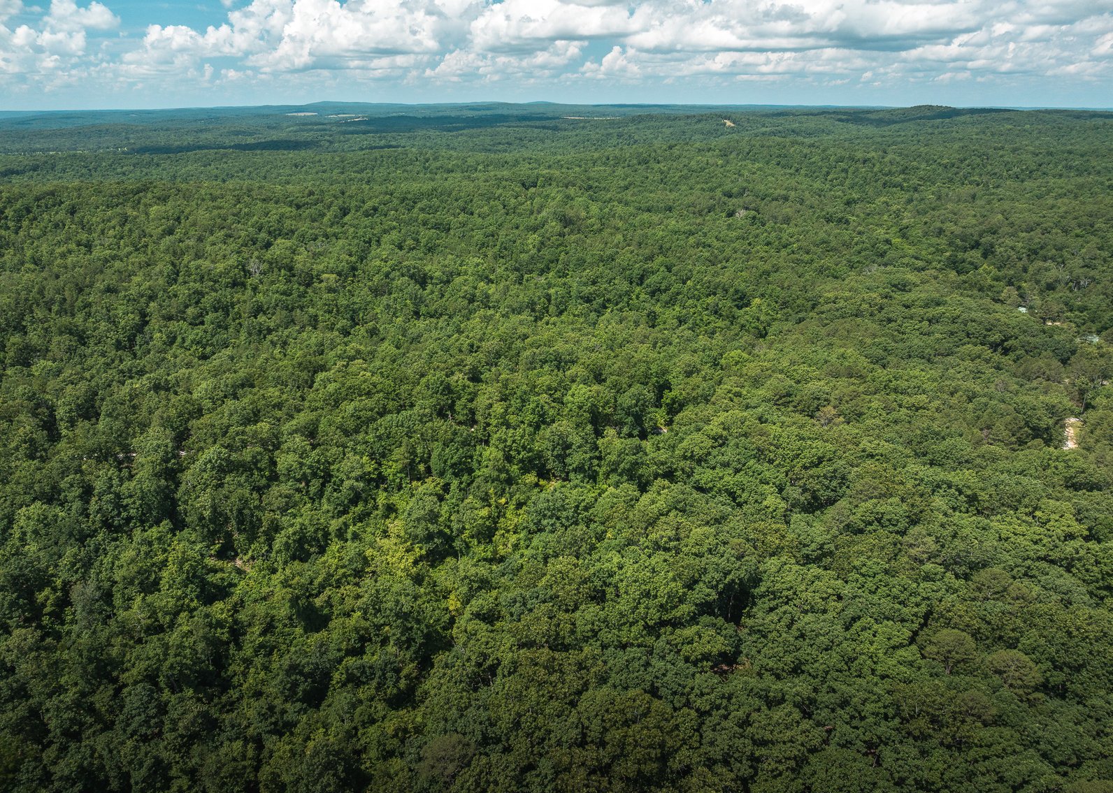 Image for Porcupine 7