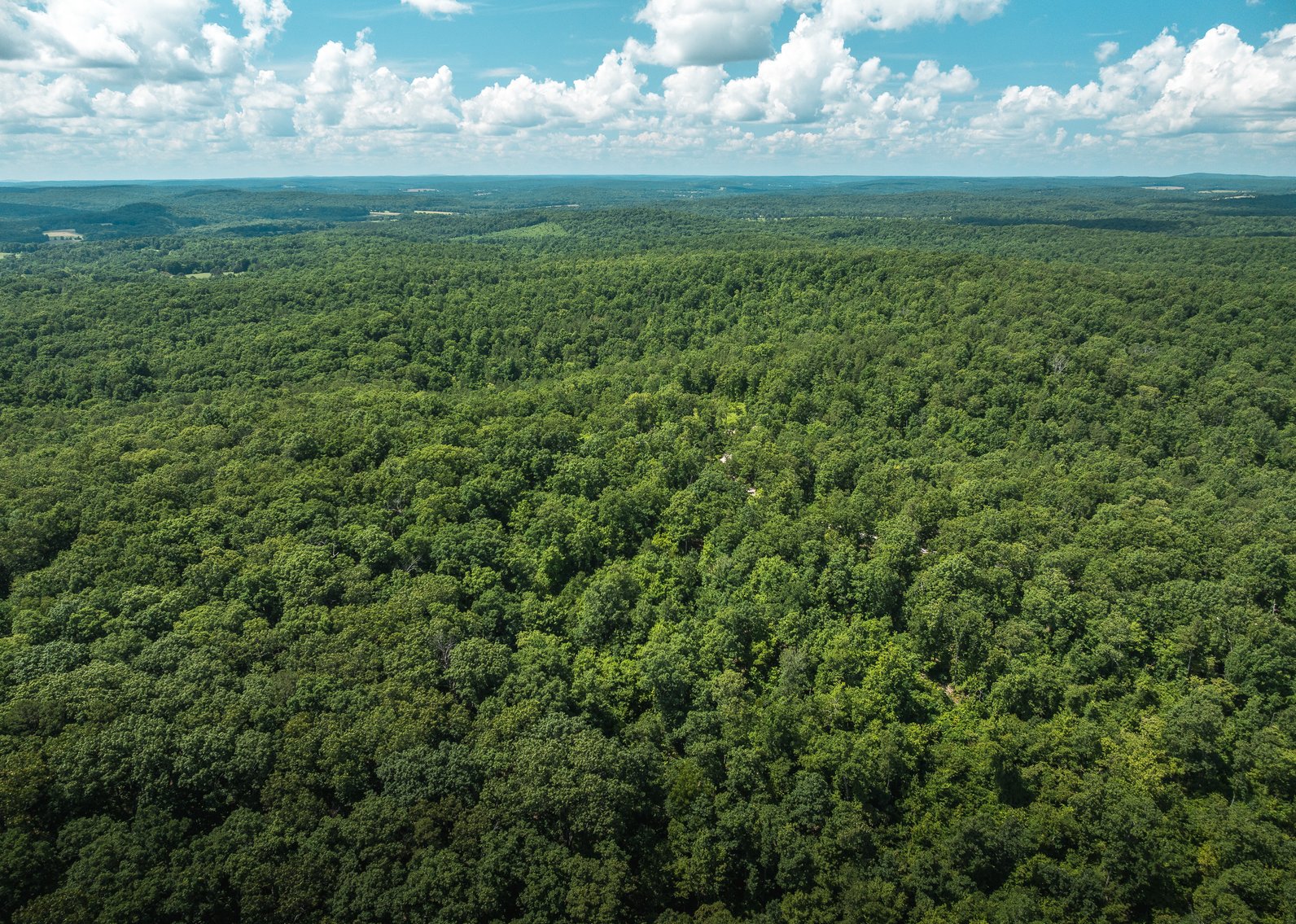 Image for Porcupine 7