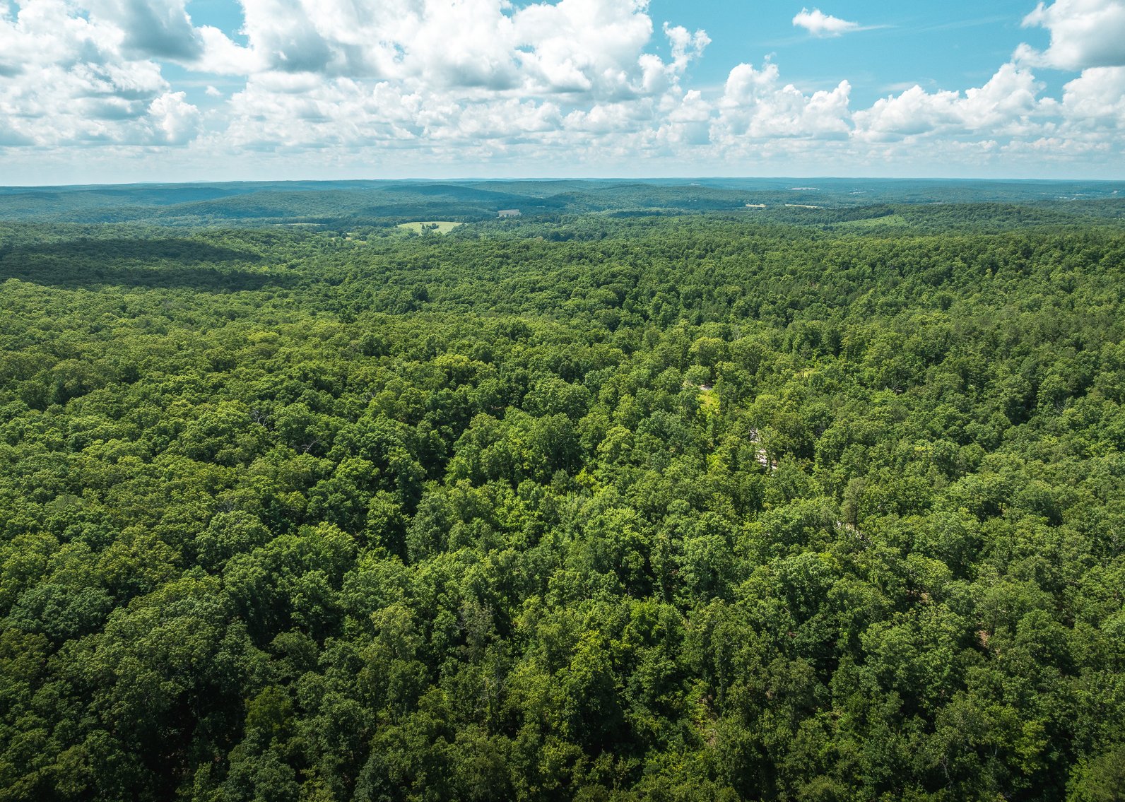 Image for Porcupine 7