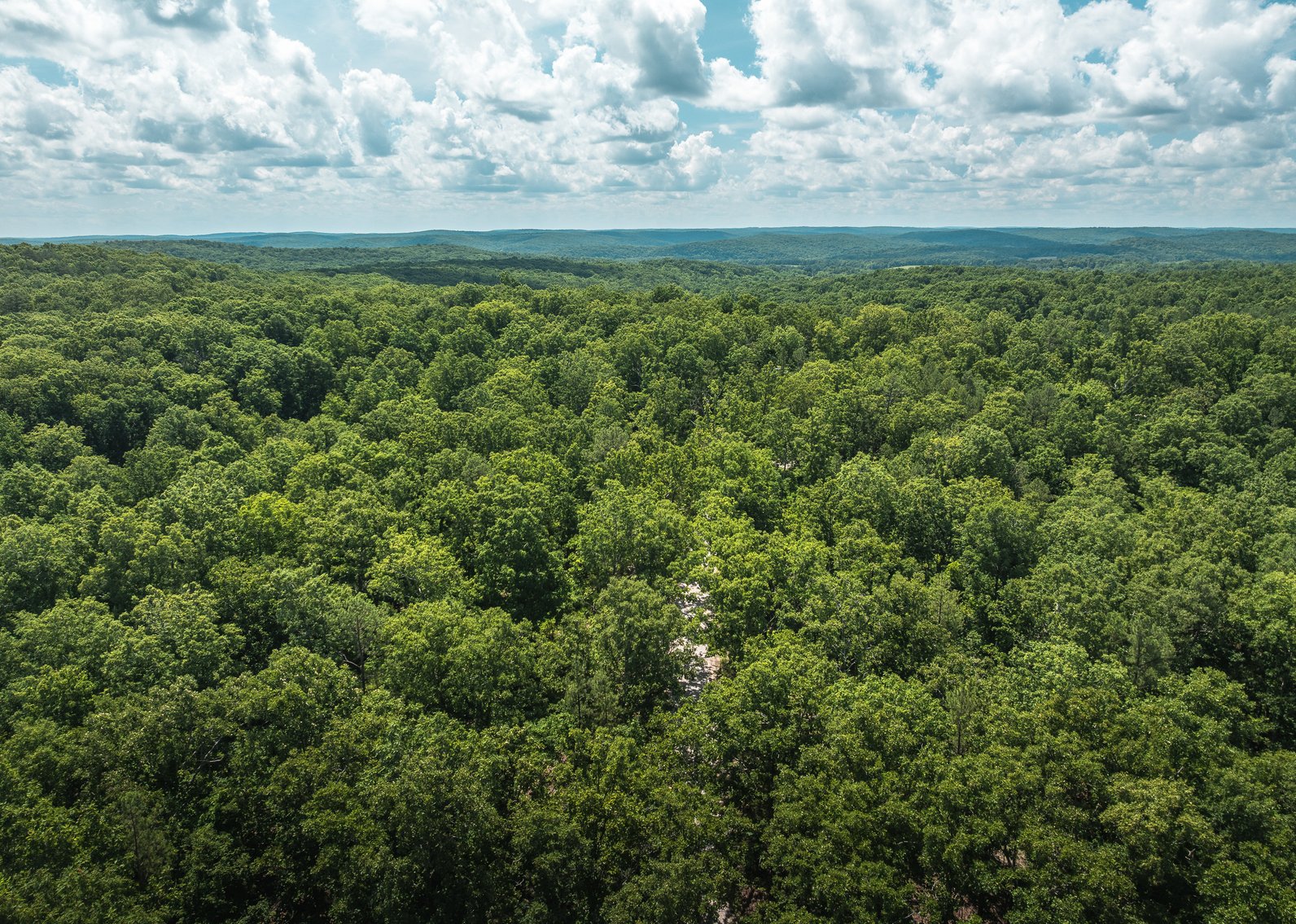 Image for Porcupine 7