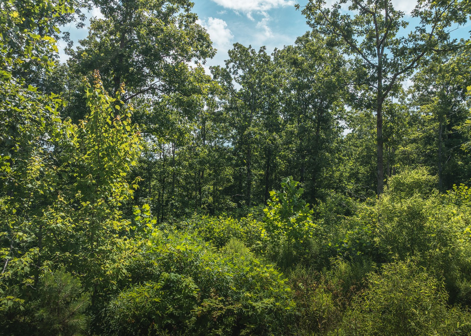 Image for Porcupine 7