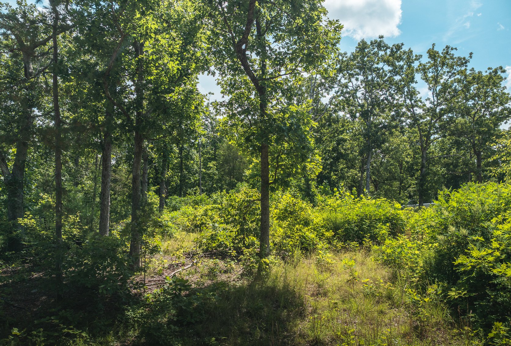 Image for Porcupine 7