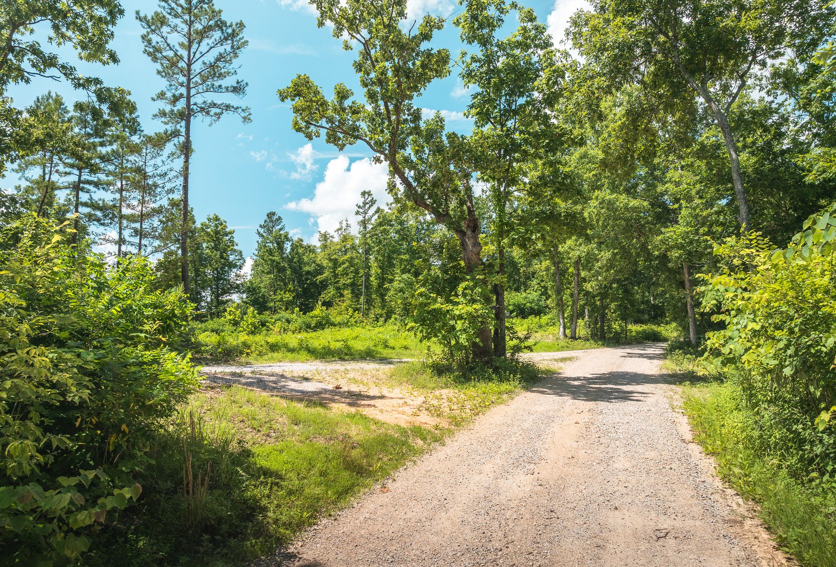 Image for Porcupine 7