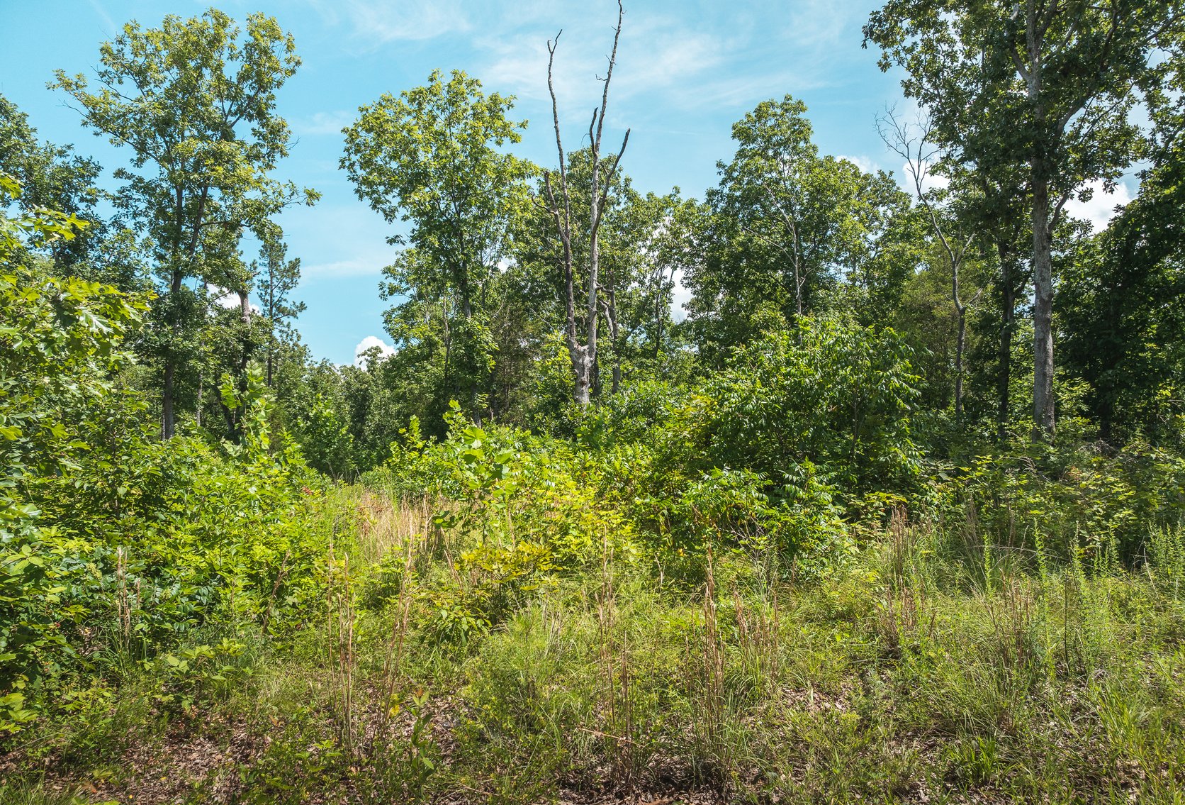 Image for Porcupine 7