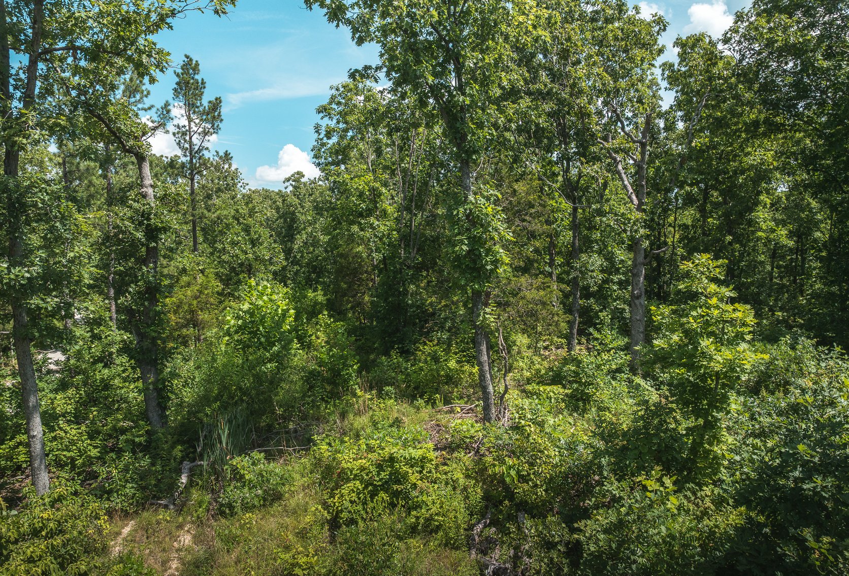 Image for Porcupine 7