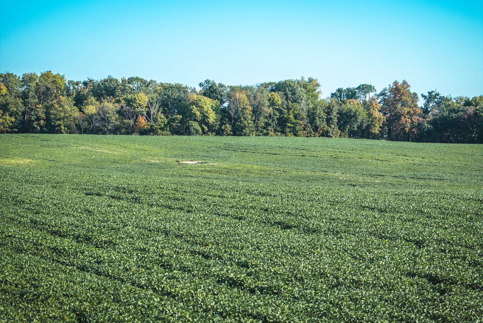 Image for St. Clair County Ag