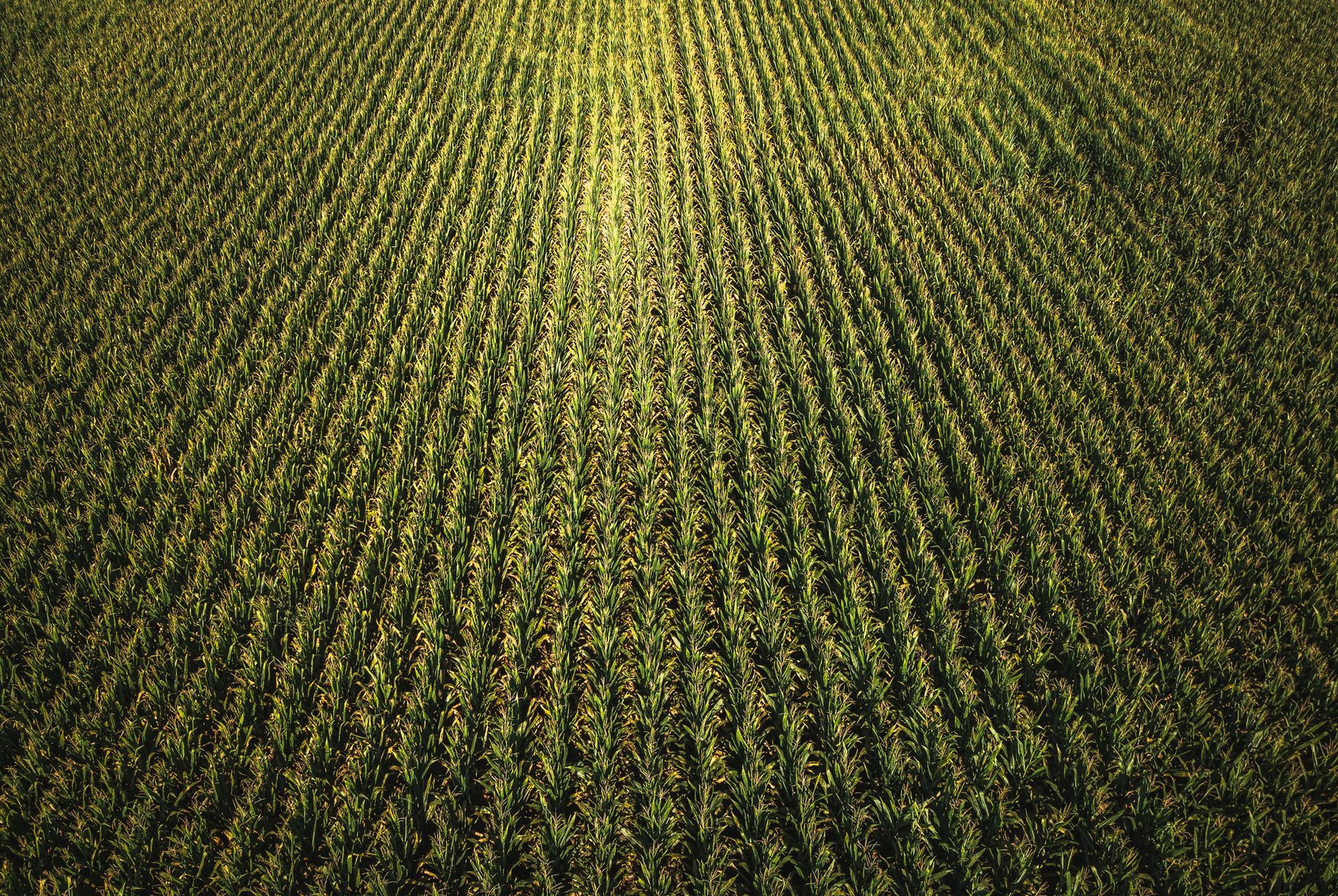 Image for St. Clair County Ag