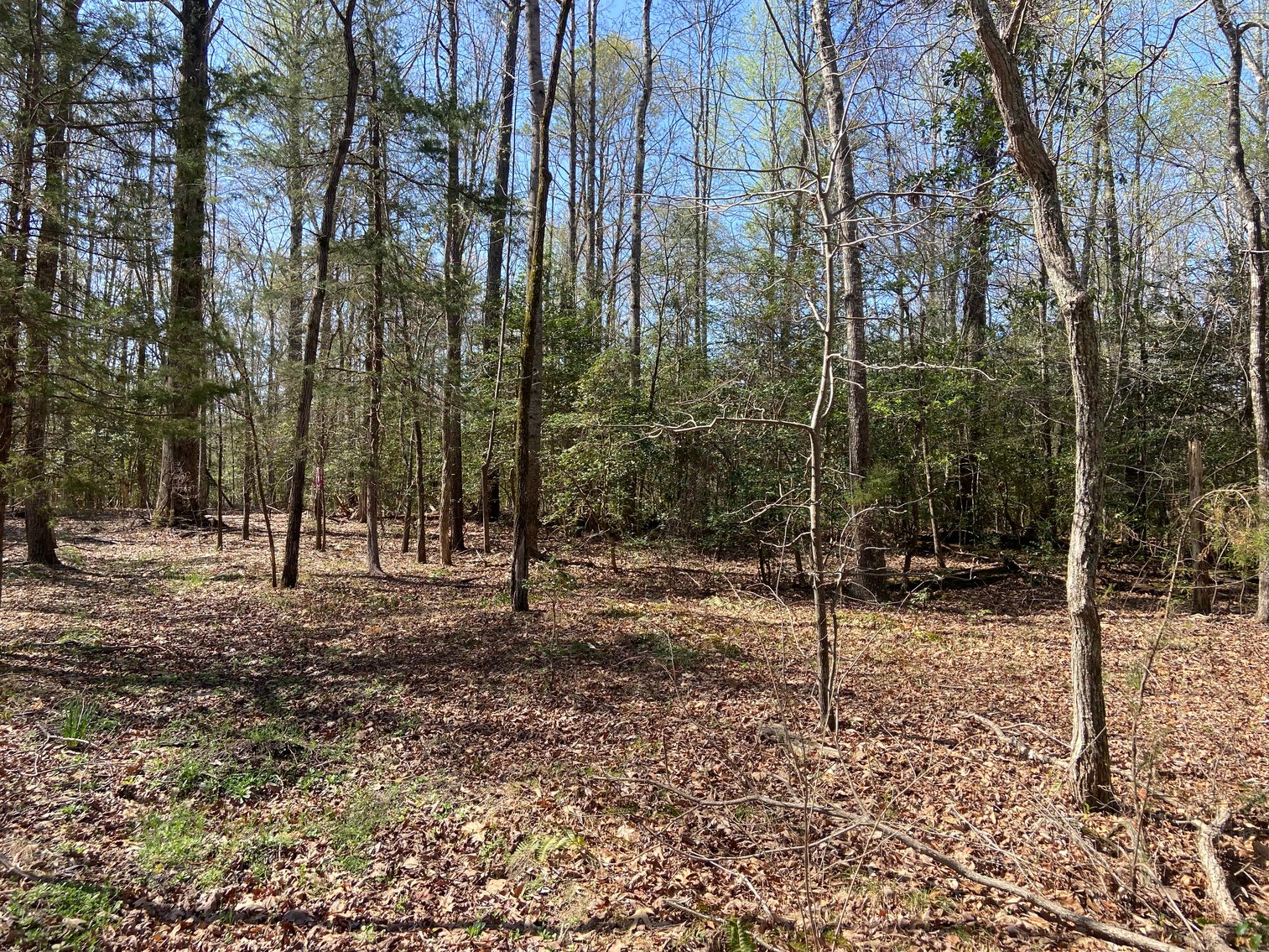 Image for New Kent County Tax Delinquent Auction May 8 2025