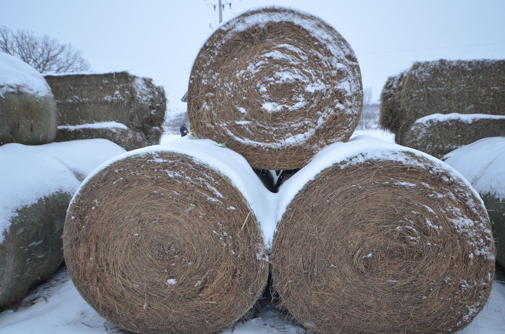 Image for DODGE JANUARY ONLINE HAY AUCTION - Dodge, WI