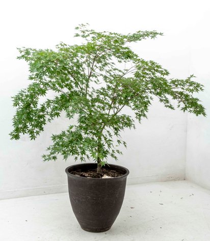 Image for Gray Gallery Multi Consignor Online Auction