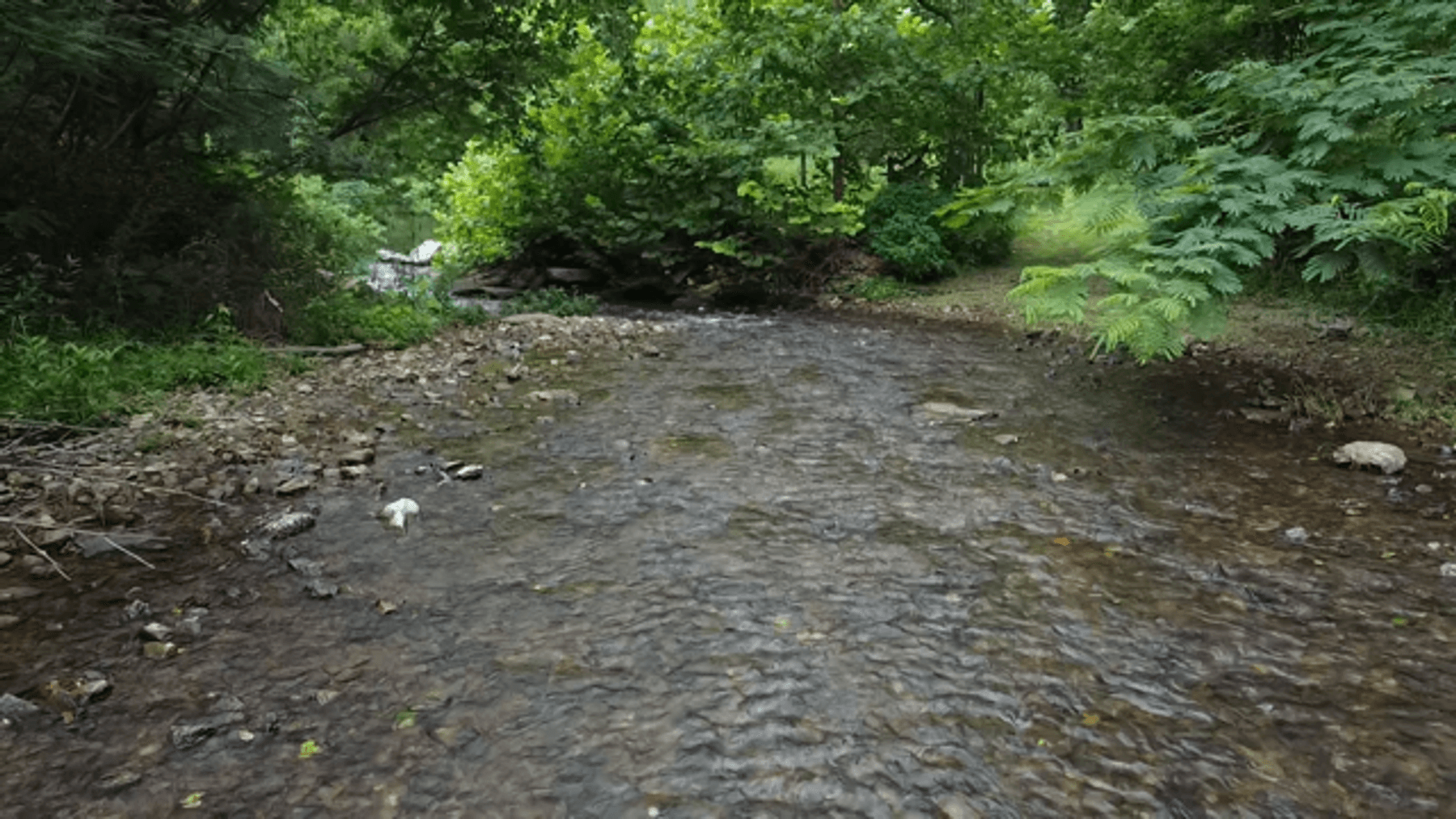 Image for Caney Fork Creek - 22 acres of Amazing Nature + Comfortable Old Log Cabin + Guest House + Shop