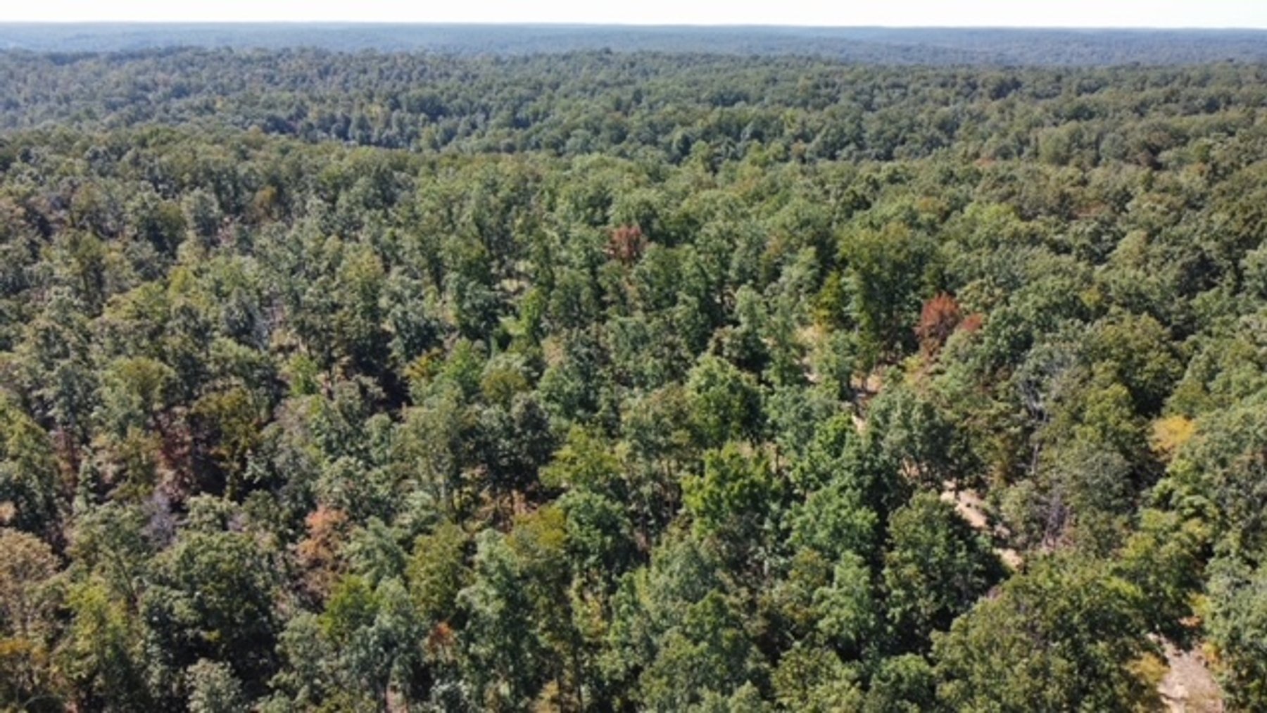 Image for 83 acres on Hwy 50 - 30 & 50 acre tracts - Hickman County