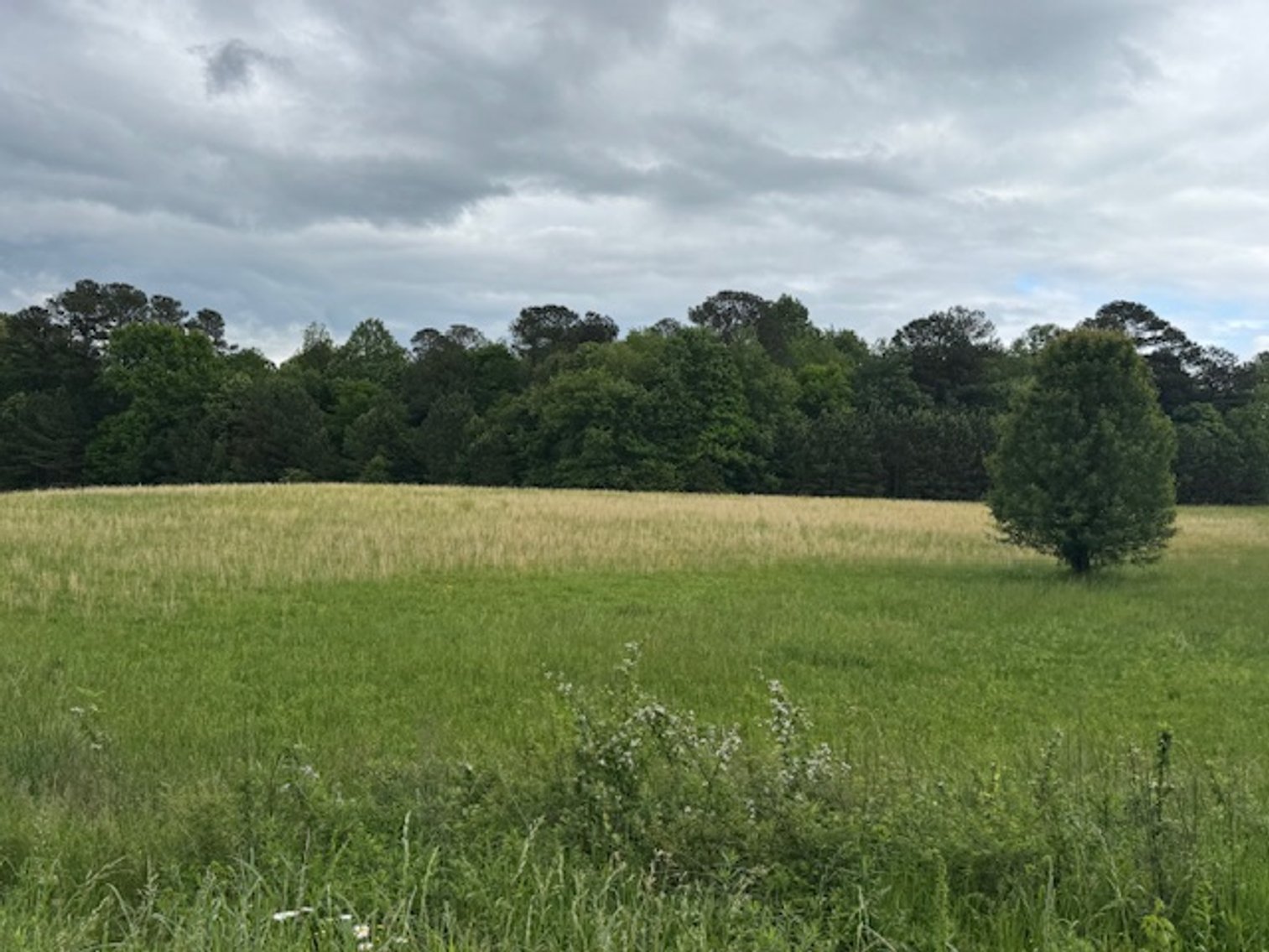 Image for LAND AUCTION - East Hickman County - 23 acres & 4 acres - Highway Frontage