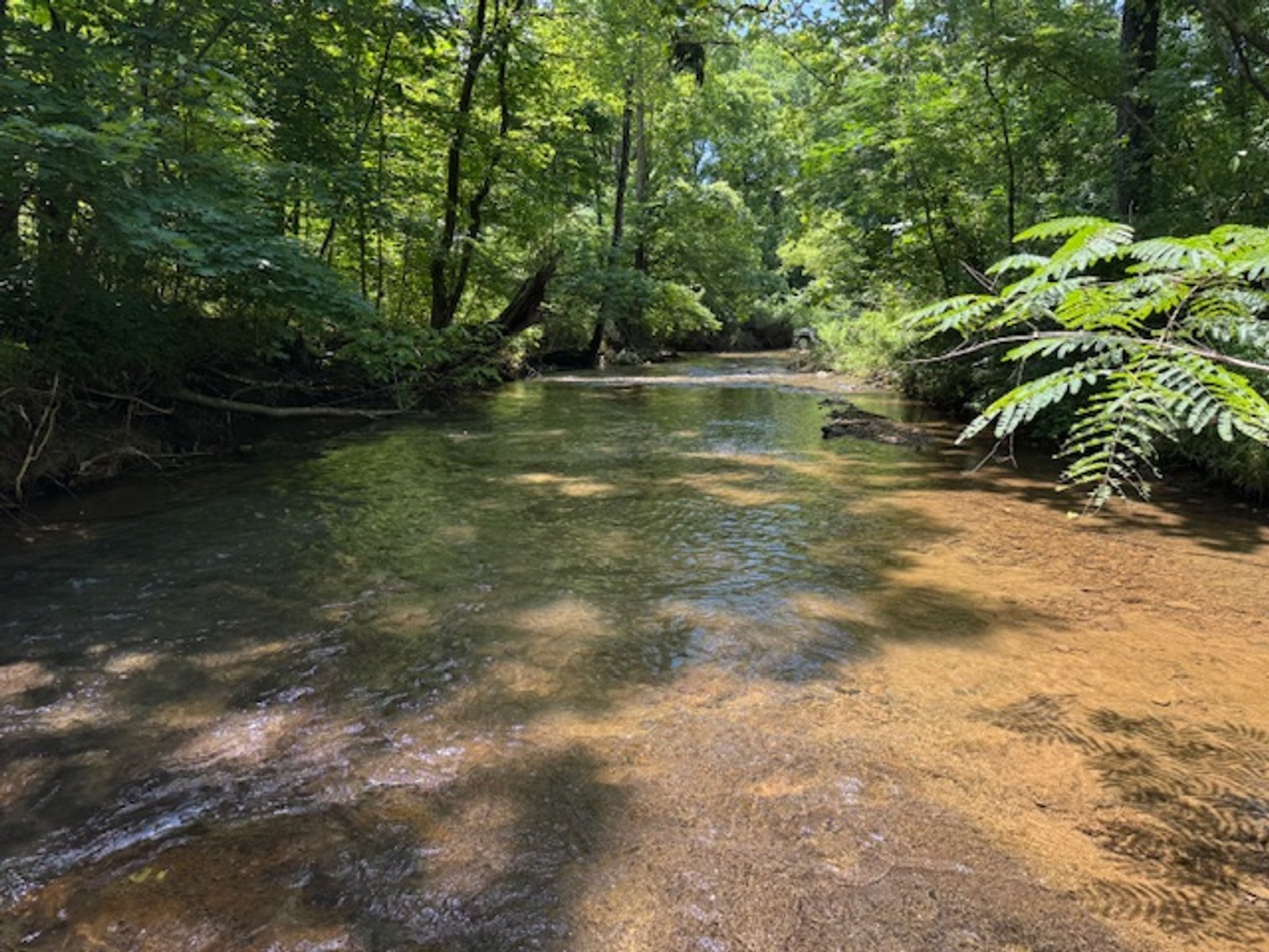 Image for Mill Creek -- Amazing Place, How Sweet the Sounds - 79 acres