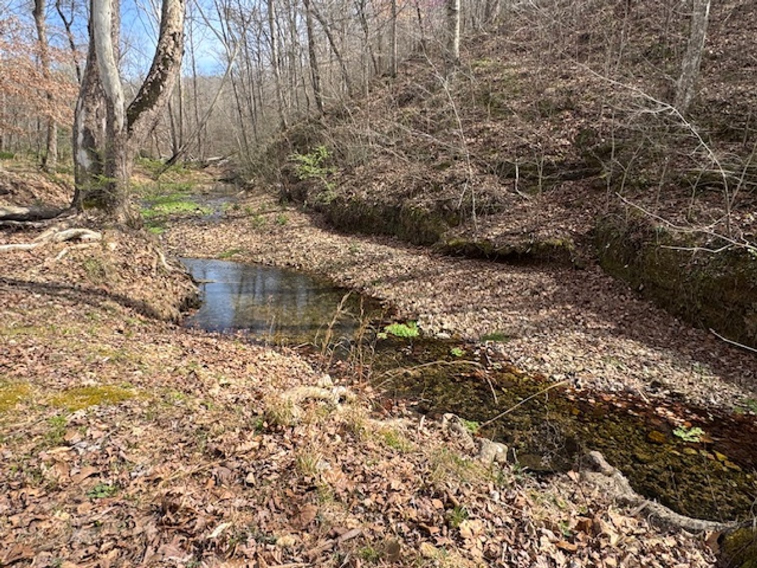 Image for Creekside Haven - Cabin on Bells Branch Creek w/ 3.76 acres