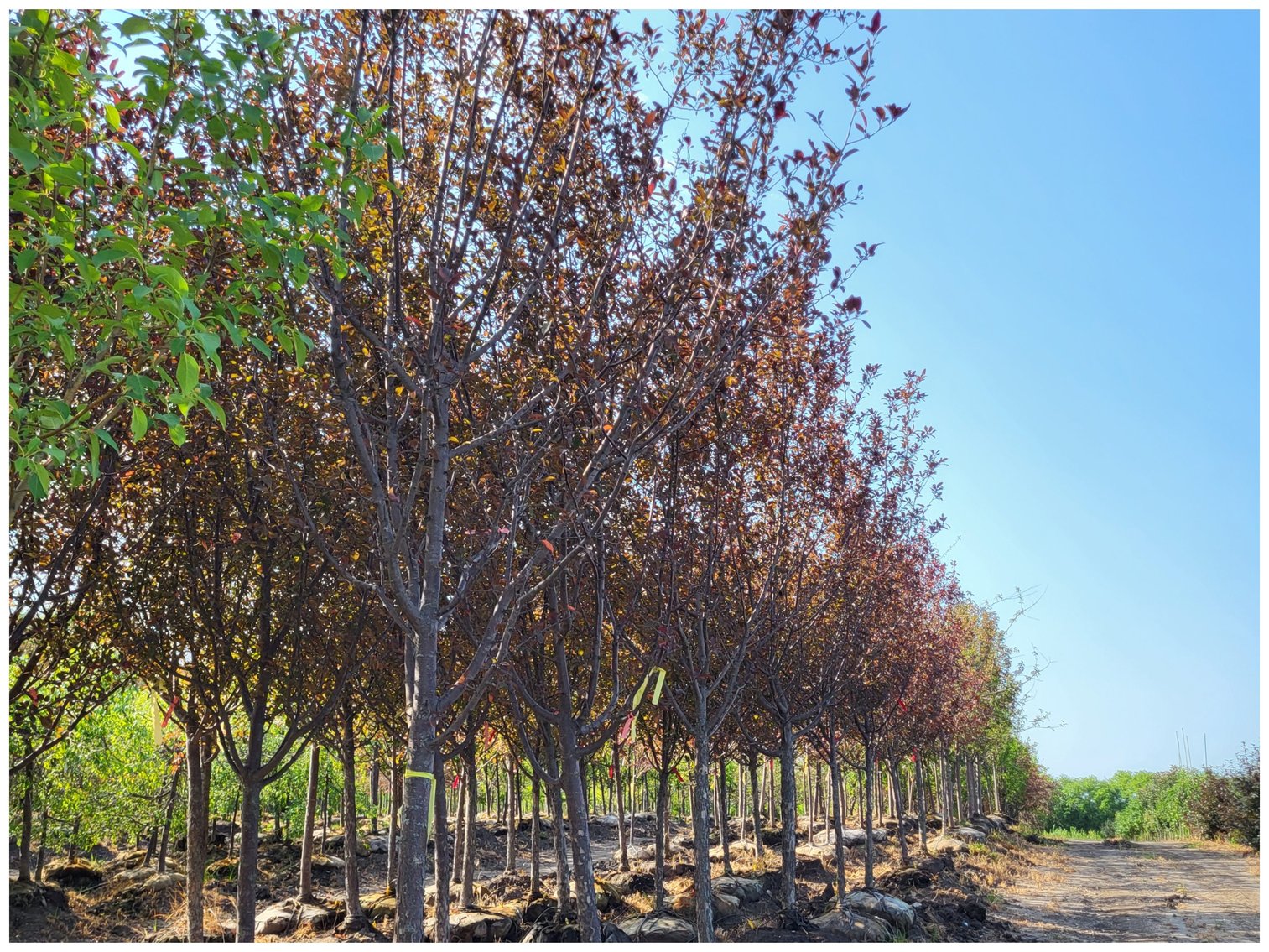 Image for Wilson's Nursery Spring 2023 Inventory Reduction