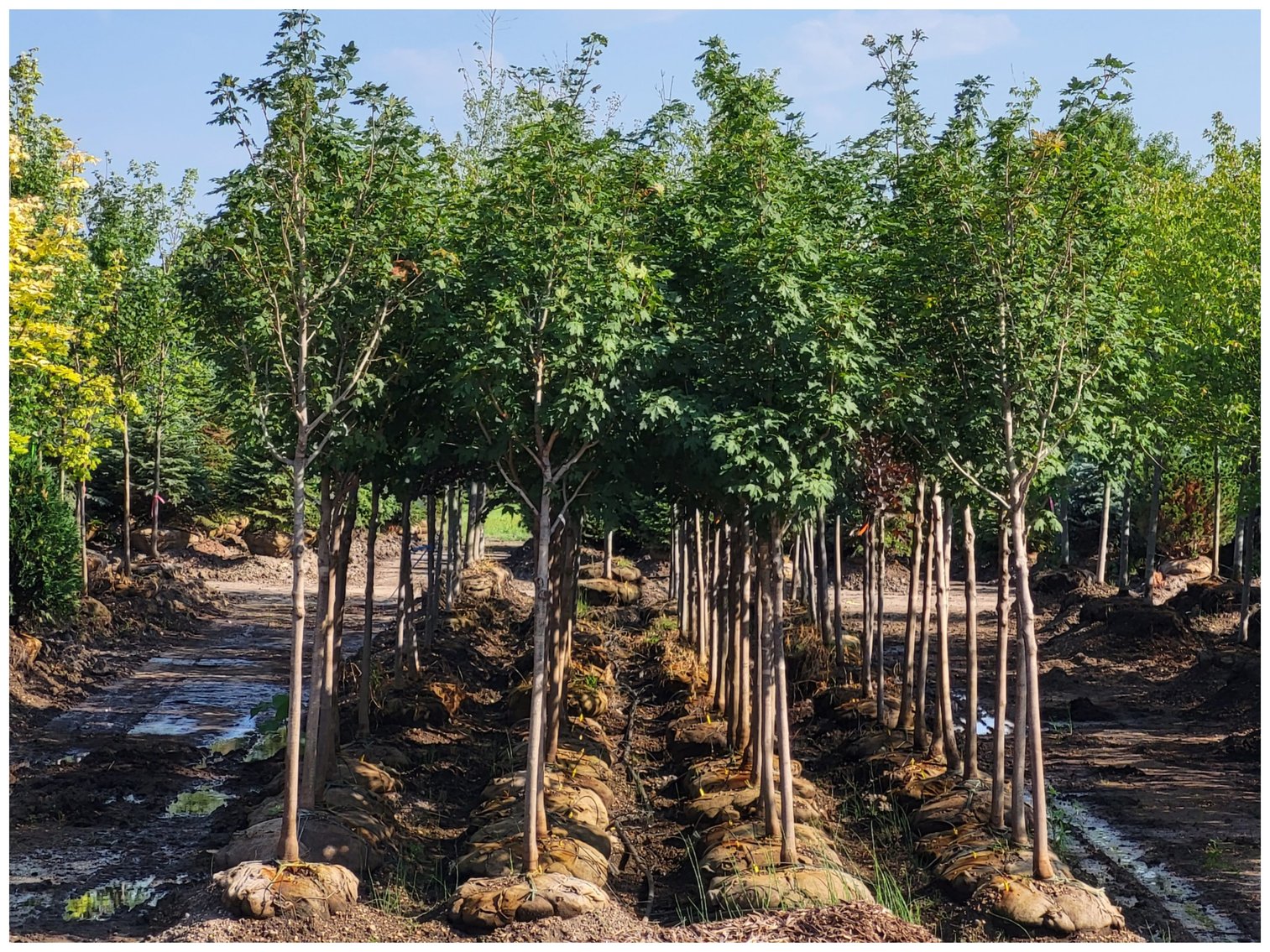 Image for Wilson's Nursery Spring 2023 Inventory Reduction