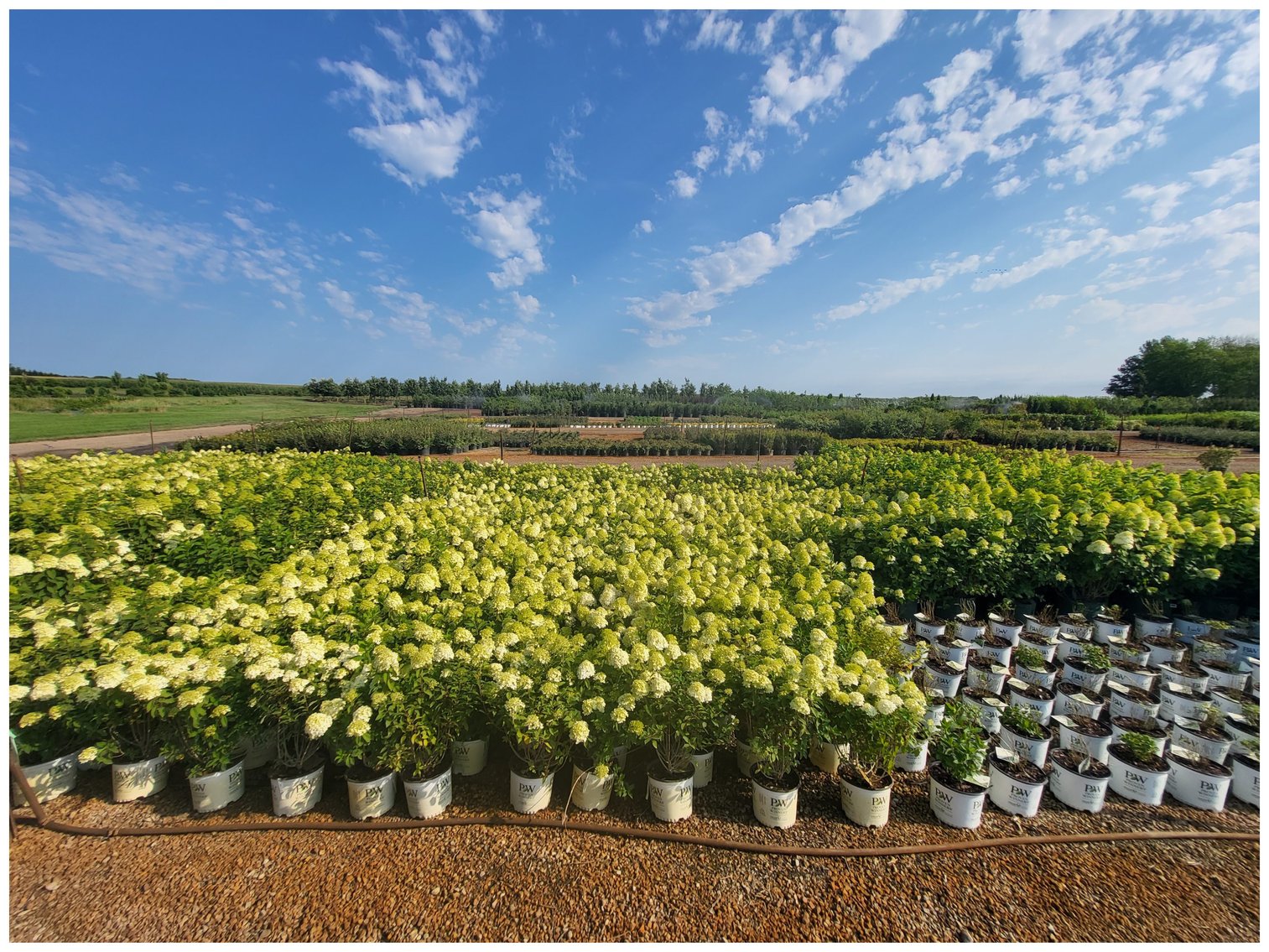 Image for Wilson's Nursery Spring 2023 Inventory Reduction