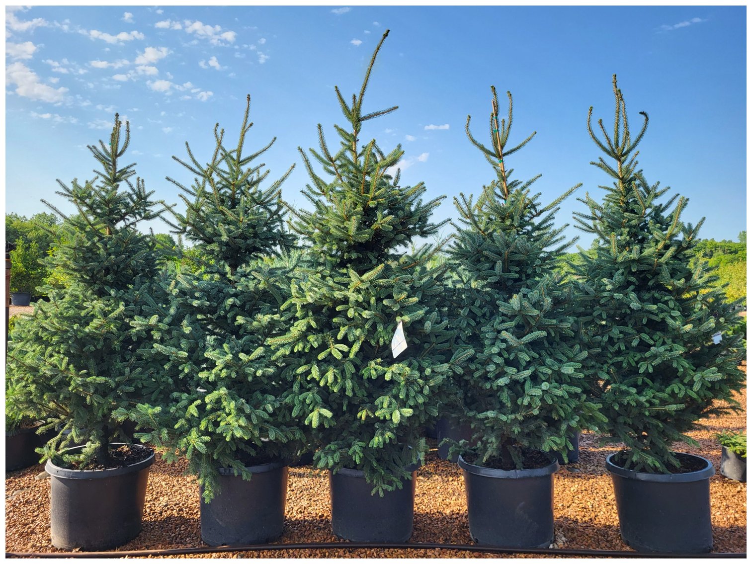 Image for Wilson's Nursery Spring 2023 Inventory Reduction