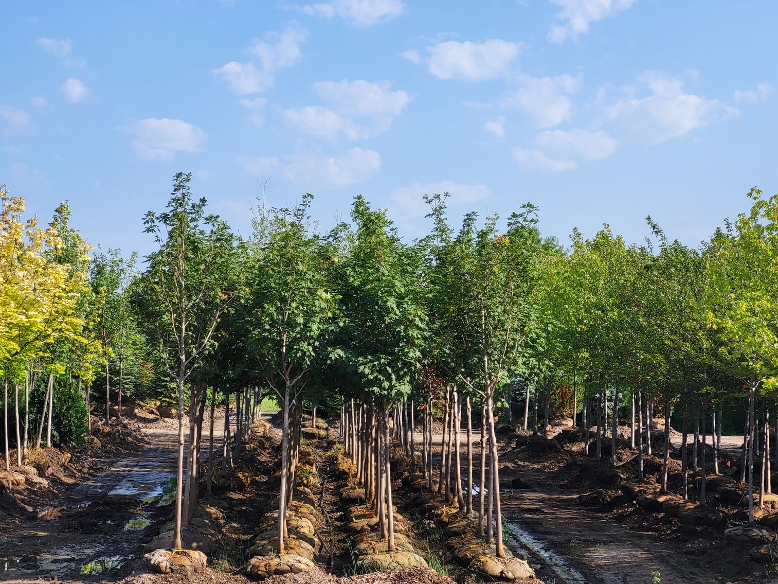 Image for Wilson's Nursery Fall 2023 Inventory Reduction