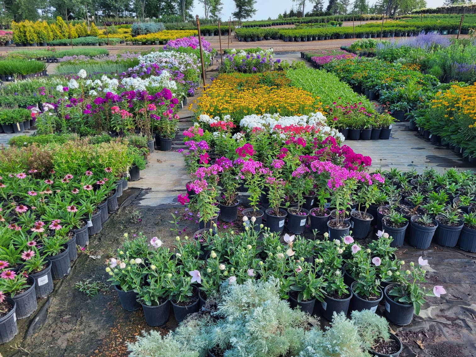 Image for Wilson's Nursery Fall 2023 Inventory Reduction