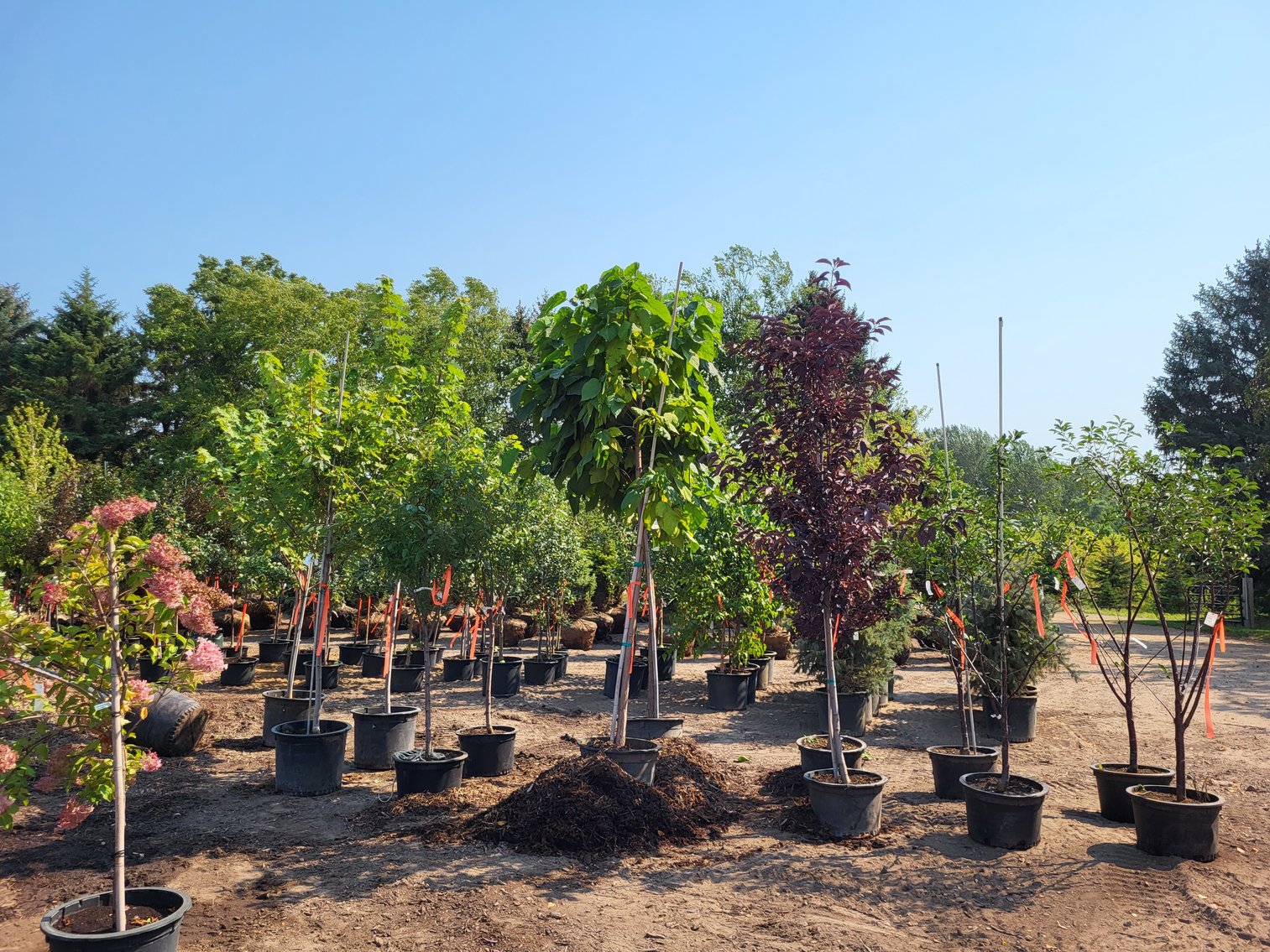 Image for Wilson's Nursery Fall 2023 Inventory Reduction