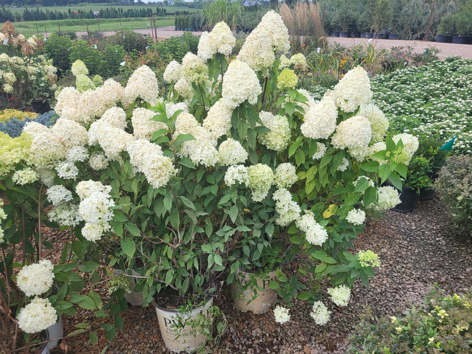 Image for Nursery Overstock Fall 2024